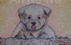 仔犬 - 萩原 克典