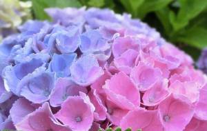雨の日の紫陽花 - トイロ