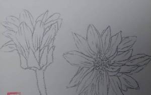 「小菊」 - サオリ