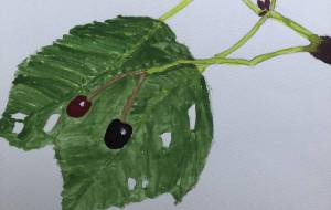 さくらんぼ - GENTIL