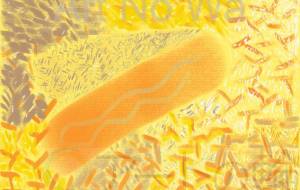 ウニとの遭遇 - よね