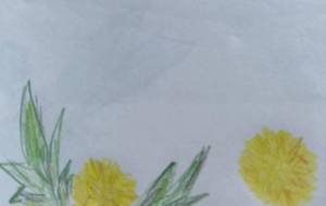 たんぽぽ - 名もなき米3号