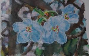 さくら - まかろんちゃん