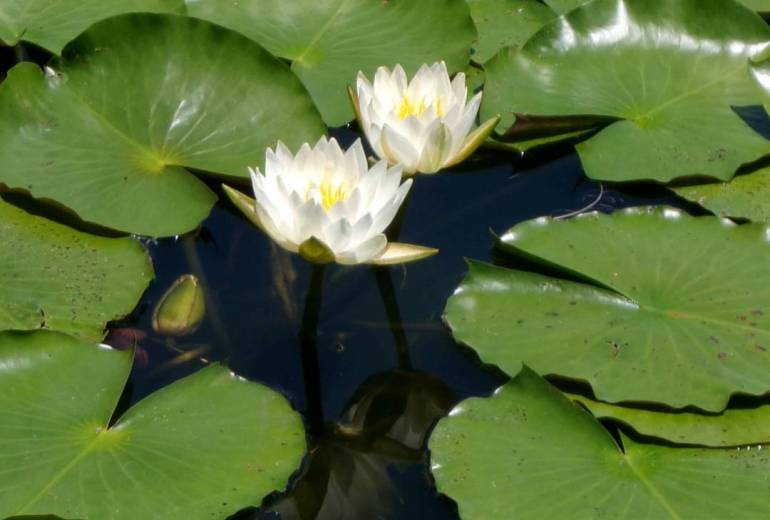 みちのく公園の夏日差しな睡蓮