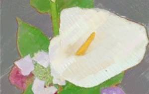 頼り合う花花 - はるえ