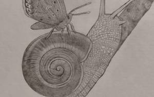 カタツムリとチョウ - 伊藤恵美里