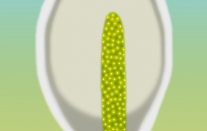 ミズバショウ - zibun