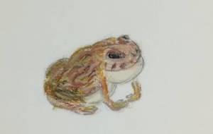 夏蛙 - はるとなり