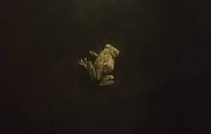 (地球、雨の恋歌)カエル達の泣き声を聴いて! - 真鍋哲地