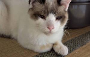 畳に座るのんちゃん - うっち