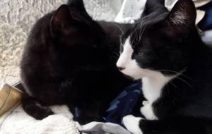 十太郎と六次郎2 - ですメタル