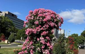 薔薇園 - 笹谷正博