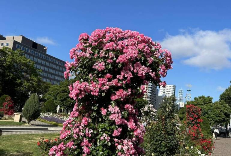 薔薇園