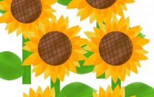 ひまわり満開 - しずく