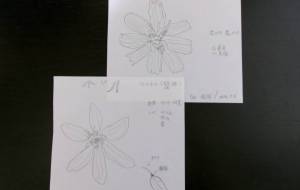 スケッチ(八重コスモス/クレマチス・鉄線) - 明紅葉