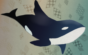 シャチ - 小町あや