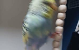 ブレブレ(笑) - あおい