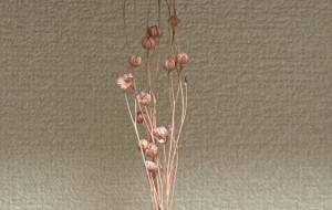 乙女の背伸び - 角+