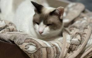 爪研ぎの中を寝床にしているのんちゃん - うっち