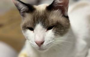 ベットについてきたのんちゃん - うっち