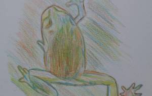 カエル - まかろんちゃん