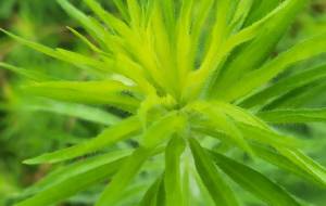 名も知らぬ雑草 - naomi