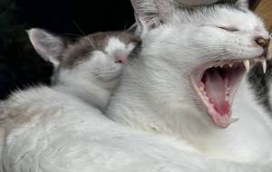 あくびをするみーこと寝顔がニッコリののんちゃん - うっち