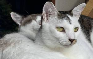 ニャルソック中のみーことサボって寝ているのんちゃん - うっち