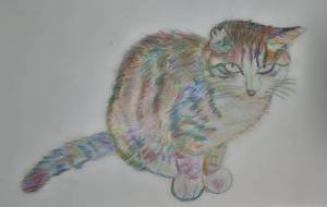 猫 - まかろんちゃん