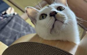 爪研ぎから顔を覗かせるみーこさん - うっち