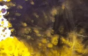 sunflower - 橋本ユウヤ