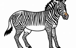 グレビーシマウマ - シマハイエナ