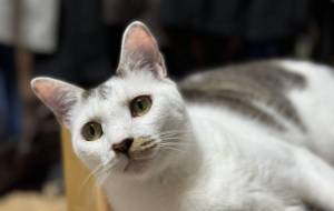 爪研ぎの上のみーこさん - うっち