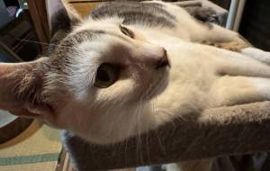 キャットタワーの上のみーこさん - うっち