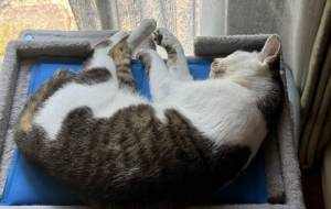 ひんやりマットの上で寝ているみーこさん - うっち