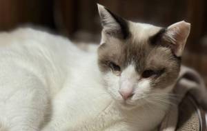 爪研ぎの中ののんちゃん - うっち