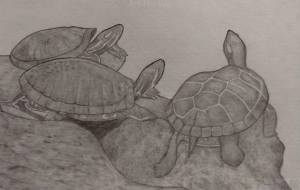 亀 - 伊藤恵美里