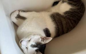 洗面台デビューのみーこさん - うっち