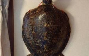 海亀 - 久保田 俊