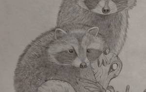 たぬき - 伊藤恵美里