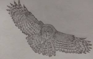 フクロウ - 伊藤恵美里