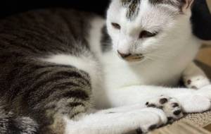 爪研ぎでくつろぐみーこさん - うっち