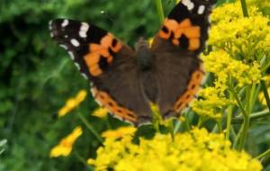 ちょうちょのせかい - naomi