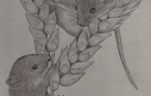 ネズミ - 伊藤恵美里