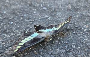 ちょうちょ。 - naomi