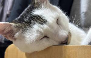 爪研ぎで寝るみーこさん - うっち