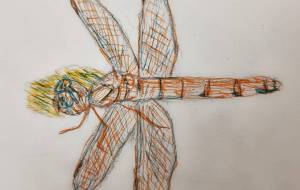 トンボ - まかろんちゃん