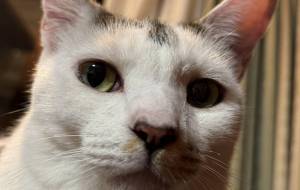 キャットタワーのみーこさんを近くから撮影 - うっち