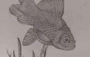 金魚 - 伊藤恵美里