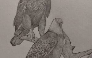 鷹 - 伊藤恵美里